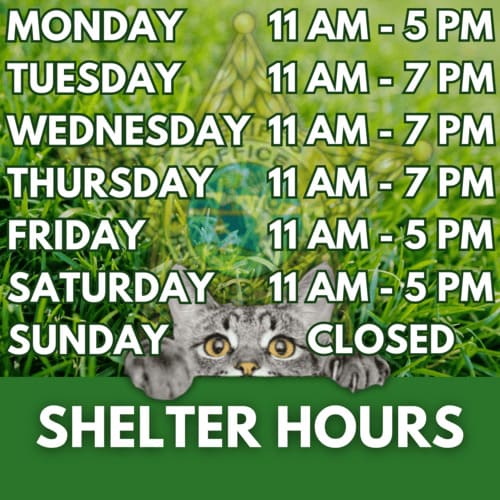 An image featuring a cat at the bottom and a grassy background, displaying shelter hours: Monday 11 AM - 5 PM, Tuesday 11 AM - 5 PM, Wednesday 11 AM - 7 PM, Thursday 11 AM - 7 PM, Friday 11 AM - 5 PM, Saturday 11 AM - 5 PM, Sunday closed.
